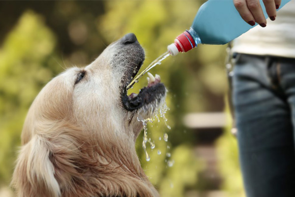 تاثیر آب آلوده در بدن حیوانات خانگی